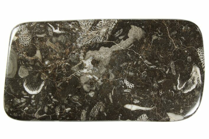 Polished Devonian Fossil Coral and Bryozoan Plate - Morocco #259119